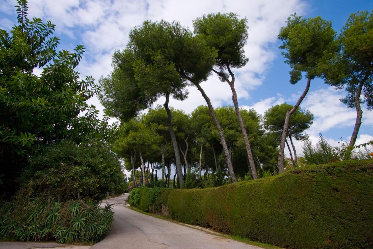 Residential Plot in La Mairena — photo 7 of 10