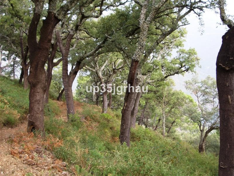 Cortijo in Jubrique — photo 10 of 10