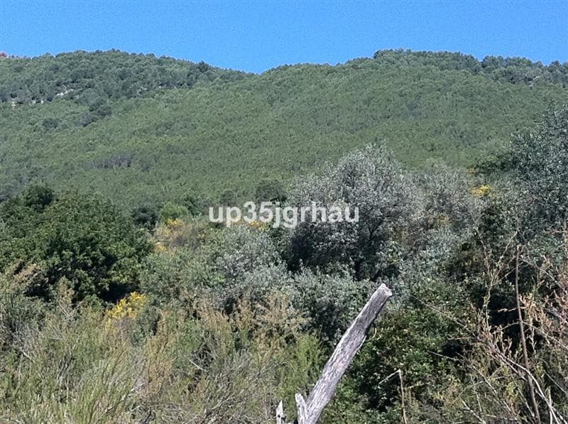 Land in Casares — photo 3 of 5