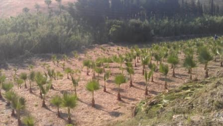 Land in Estepona — photo 10 of 10