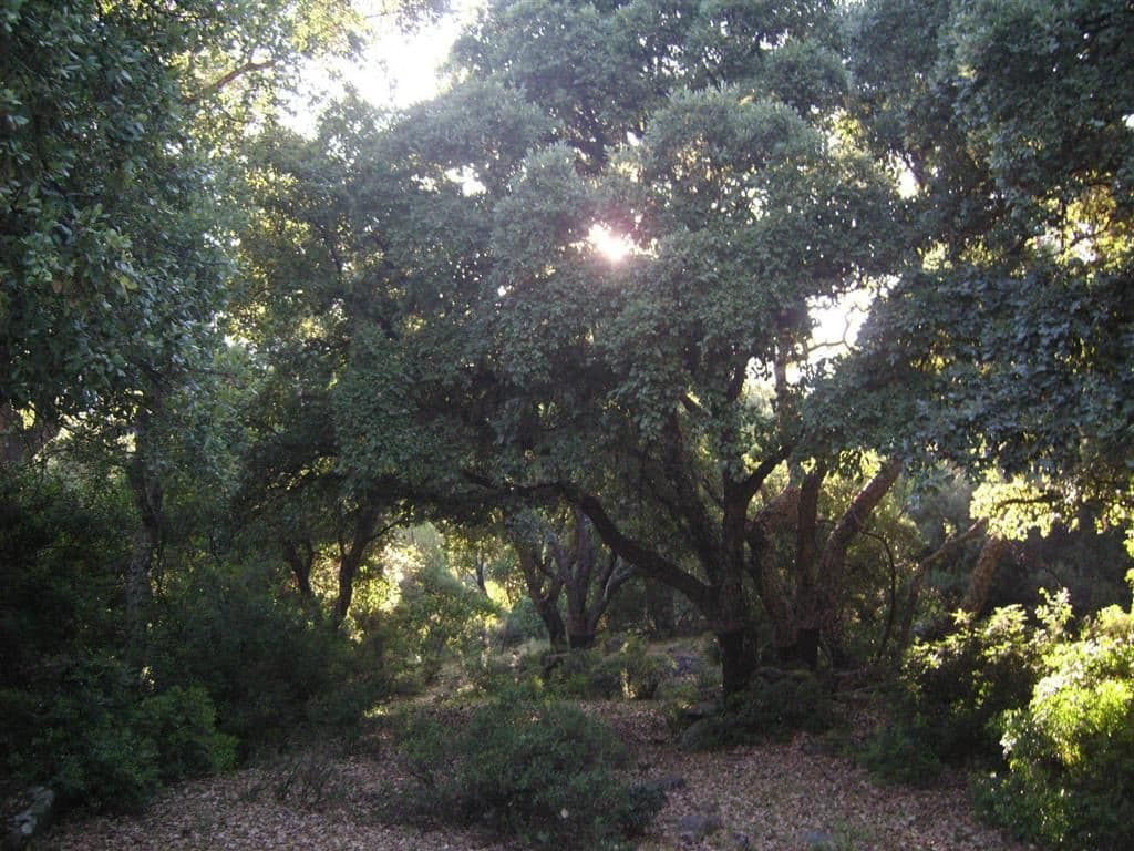 Land in Estación de Gaucin — photo 7 of 10