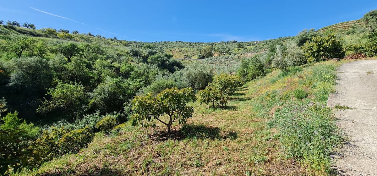 Land with Ruin in Tolox — photo 3 of 10