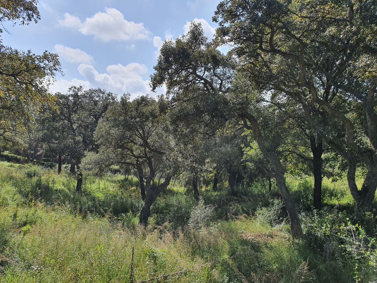 Residential Plot in Sotogrande Alto — photo 1 of 2