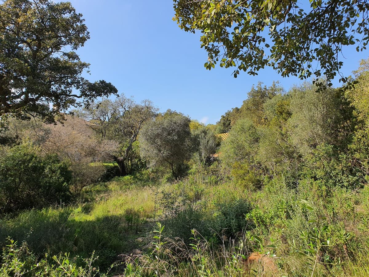 Residential Plot in Sotogrande Alto — photo 2 of 2
