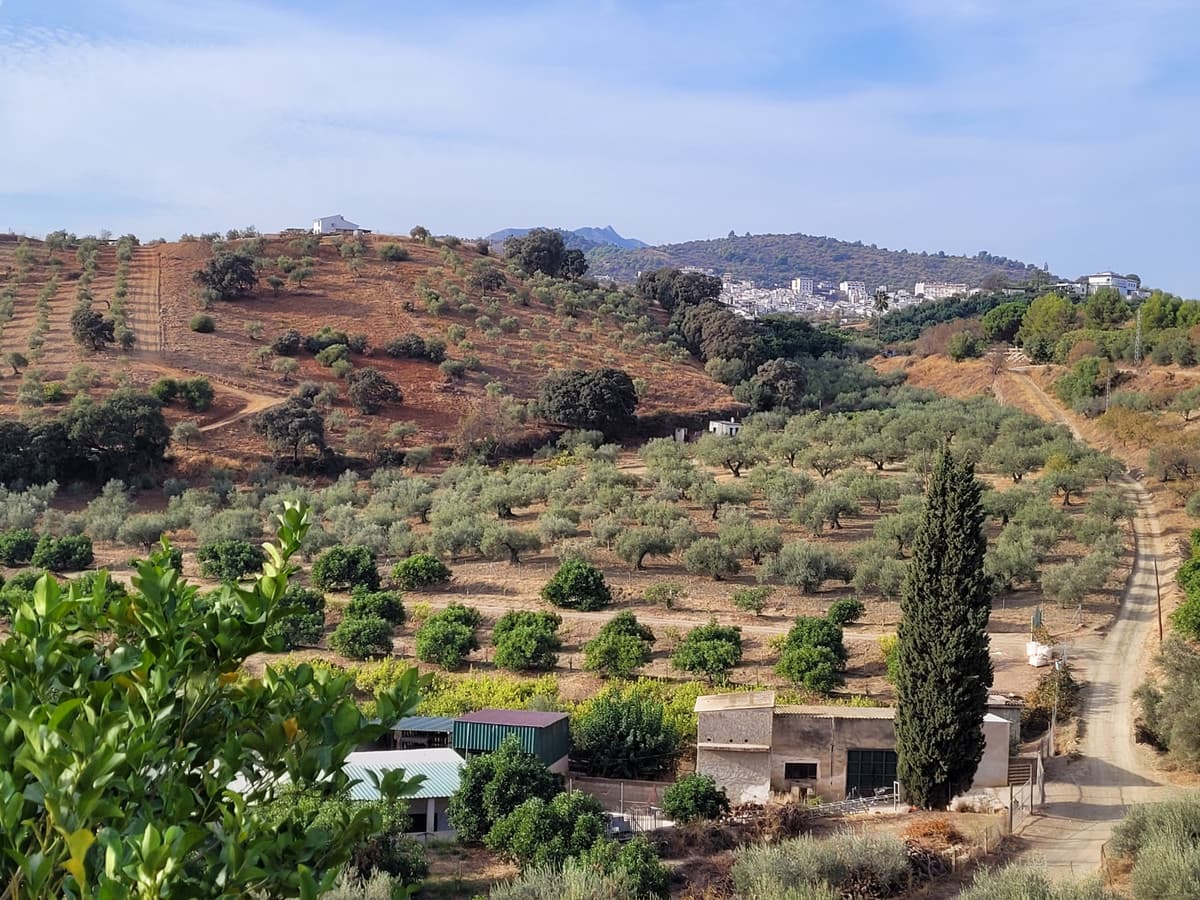 Land in Guaro — photo 7 of 9