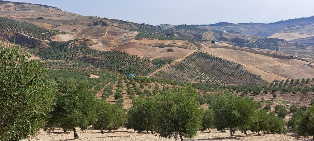 Land in Ronda — photo 1 of 4