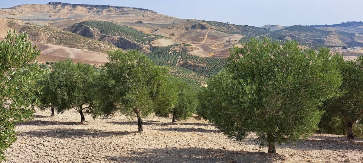 Land in Ronda — photo 2 of 4
