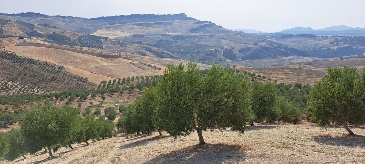 Land in Ronda — photo 3 of 4
