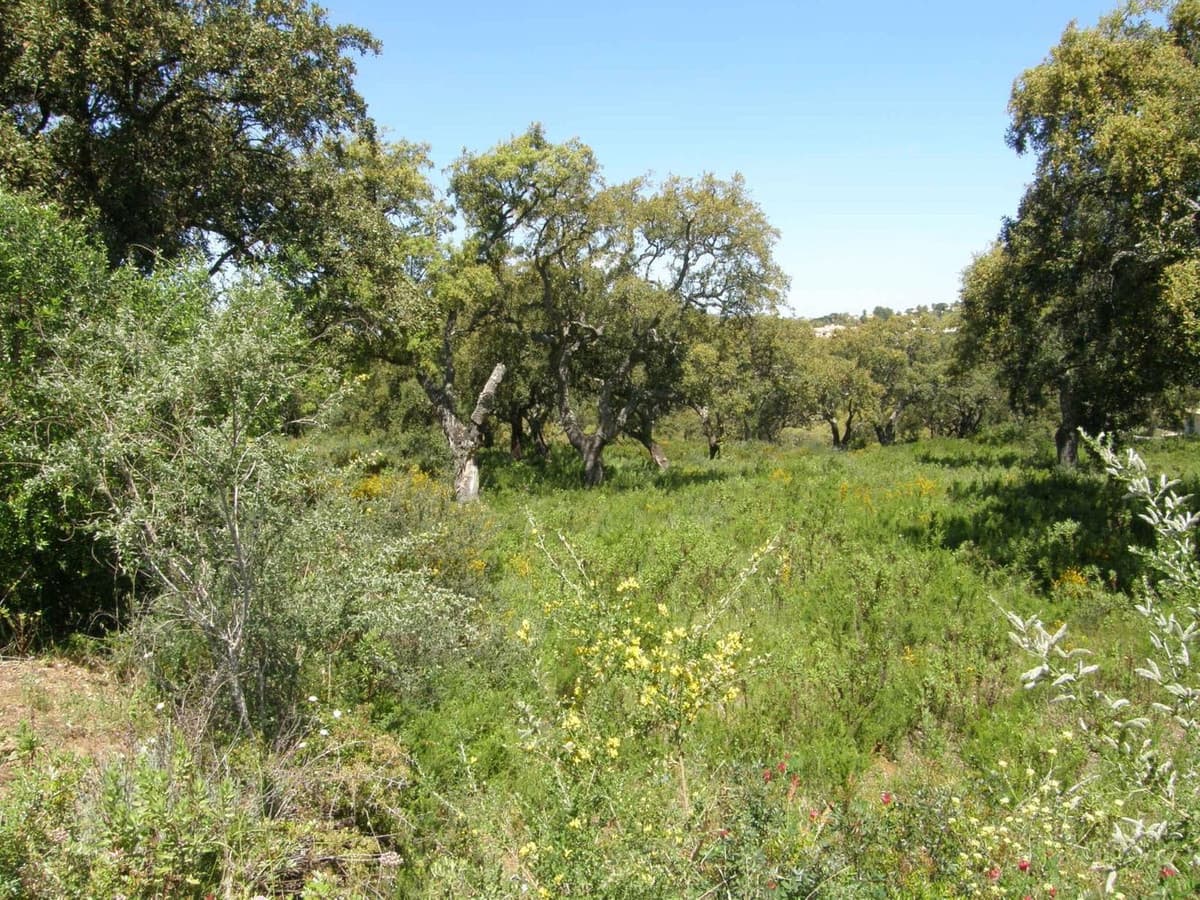 Residential Plot in San Roque Club — photo 1 of 10
