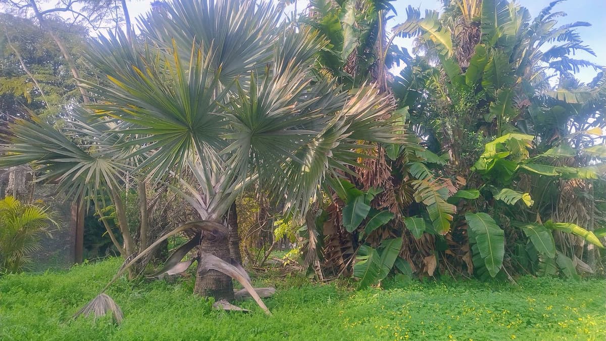 Residential Plot in Hacienda Las Chapas — photo 7 of 10