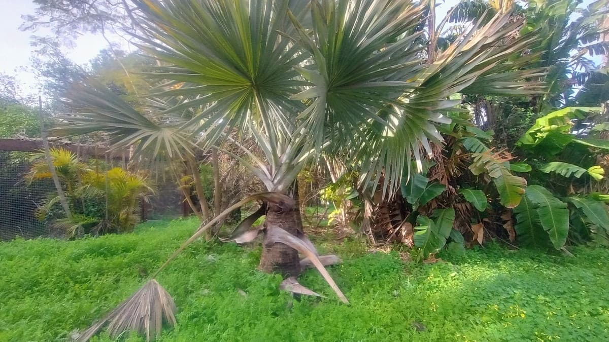 Residential Plot in Hacienda Las Chapas — photo 9 of 10