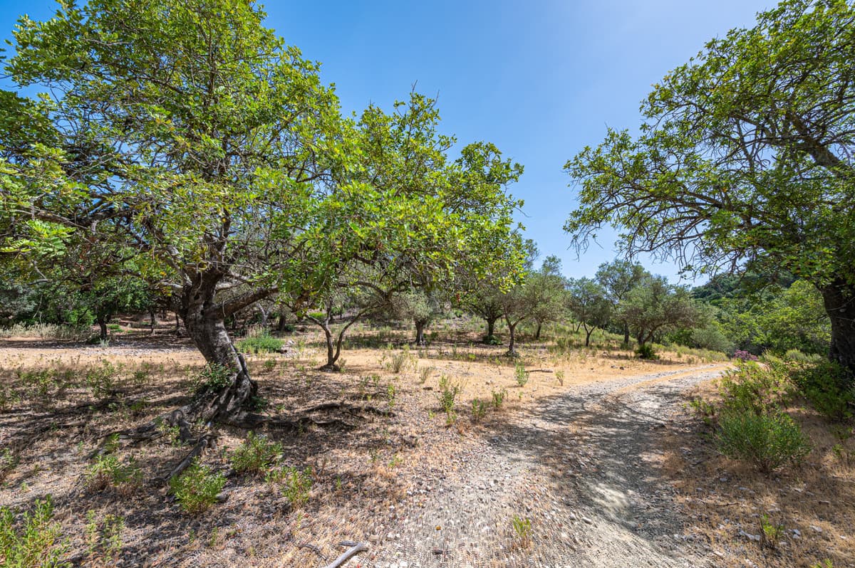 Land in La Zagaleta — photo 4 of 10