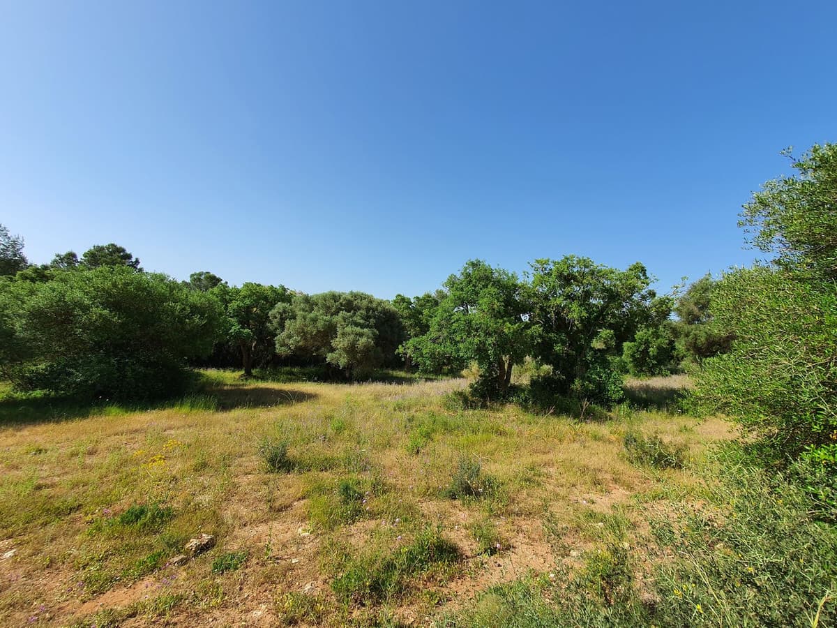 Residential Plot in Sotogrande — photo 4 of 8