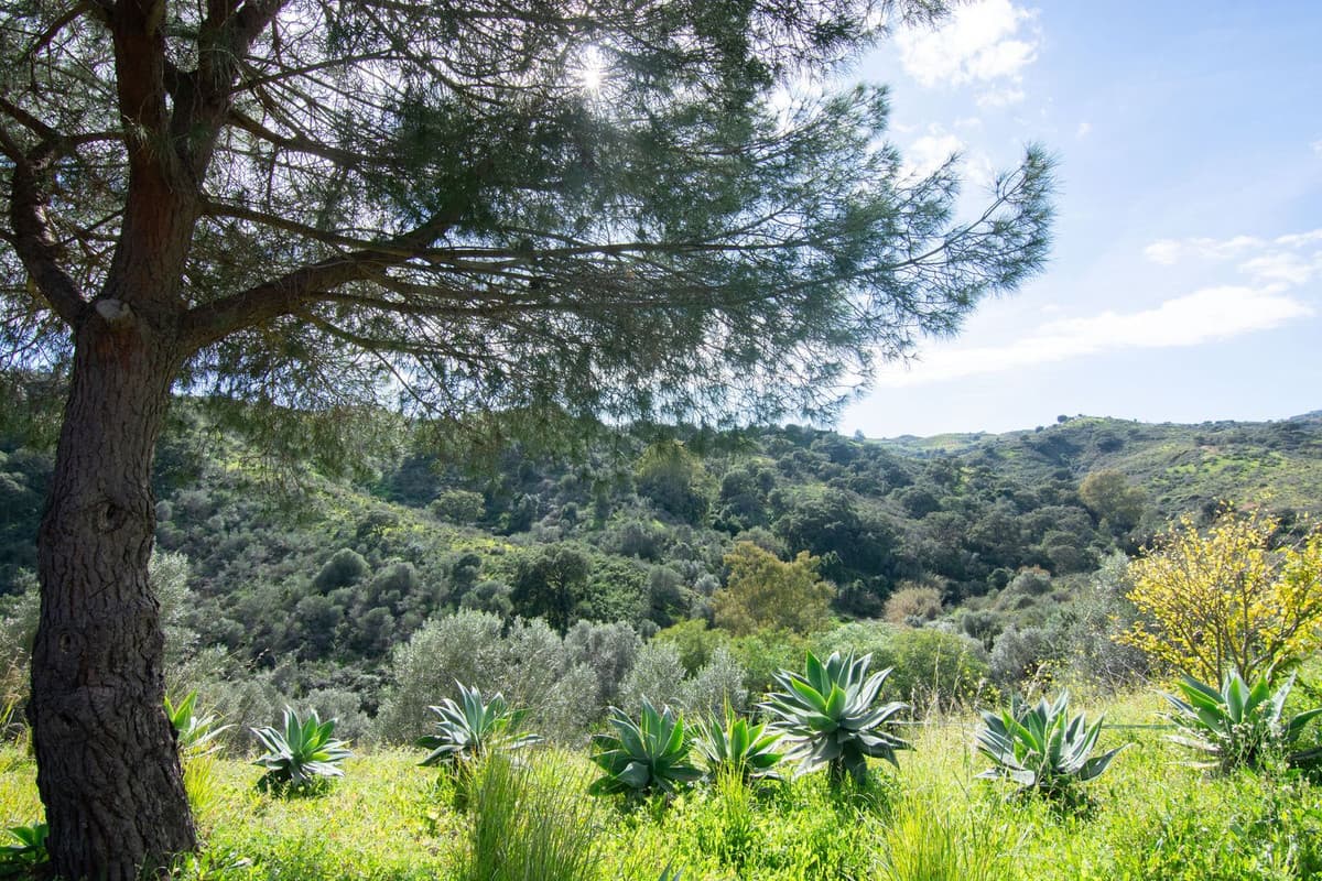 Cortijo in La Cala Golf — photo 2 of 10