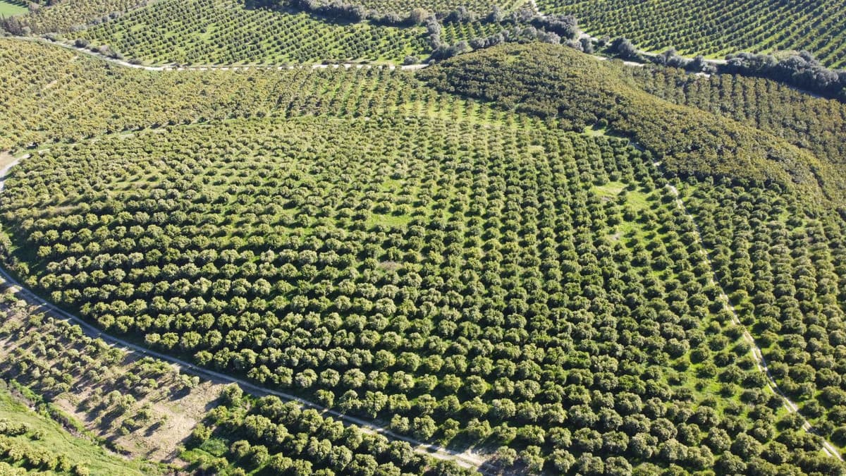 Land in Casares — photo 8 of 10