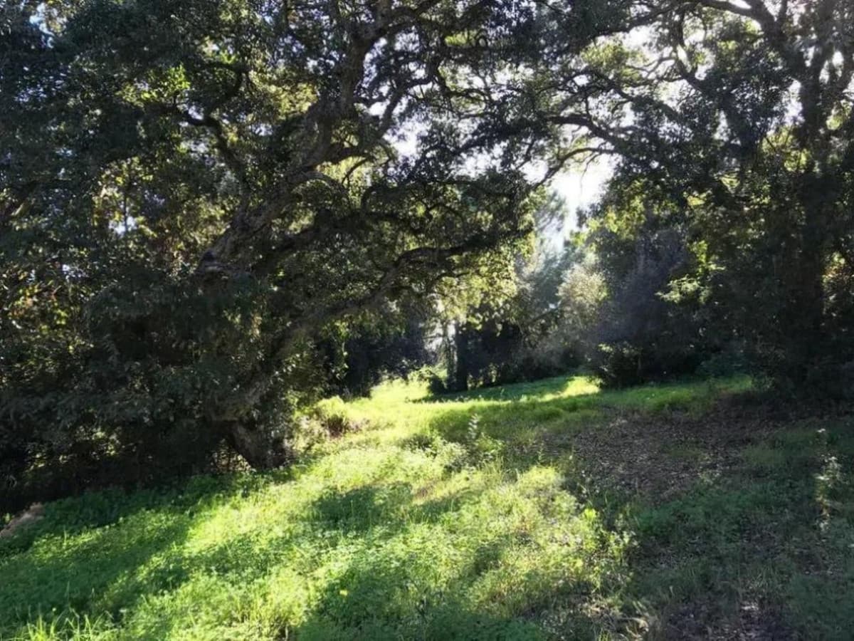 Residential Plot in Sotogrande Alto — photo 3 of 6