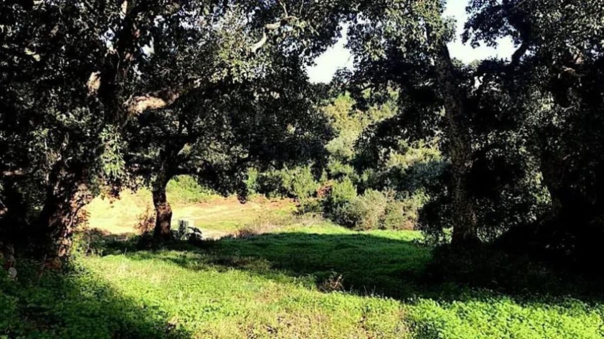 Residential Plot in Sotogrande Alto — photo 4 of 6