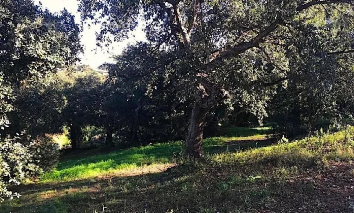 Residential Plot in Sotogrande Alto — photo 5 of 6