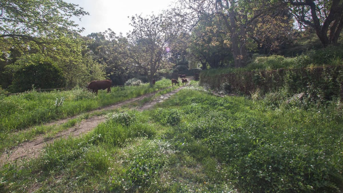 Cortijo in Gaucín — photo 10 of 10
