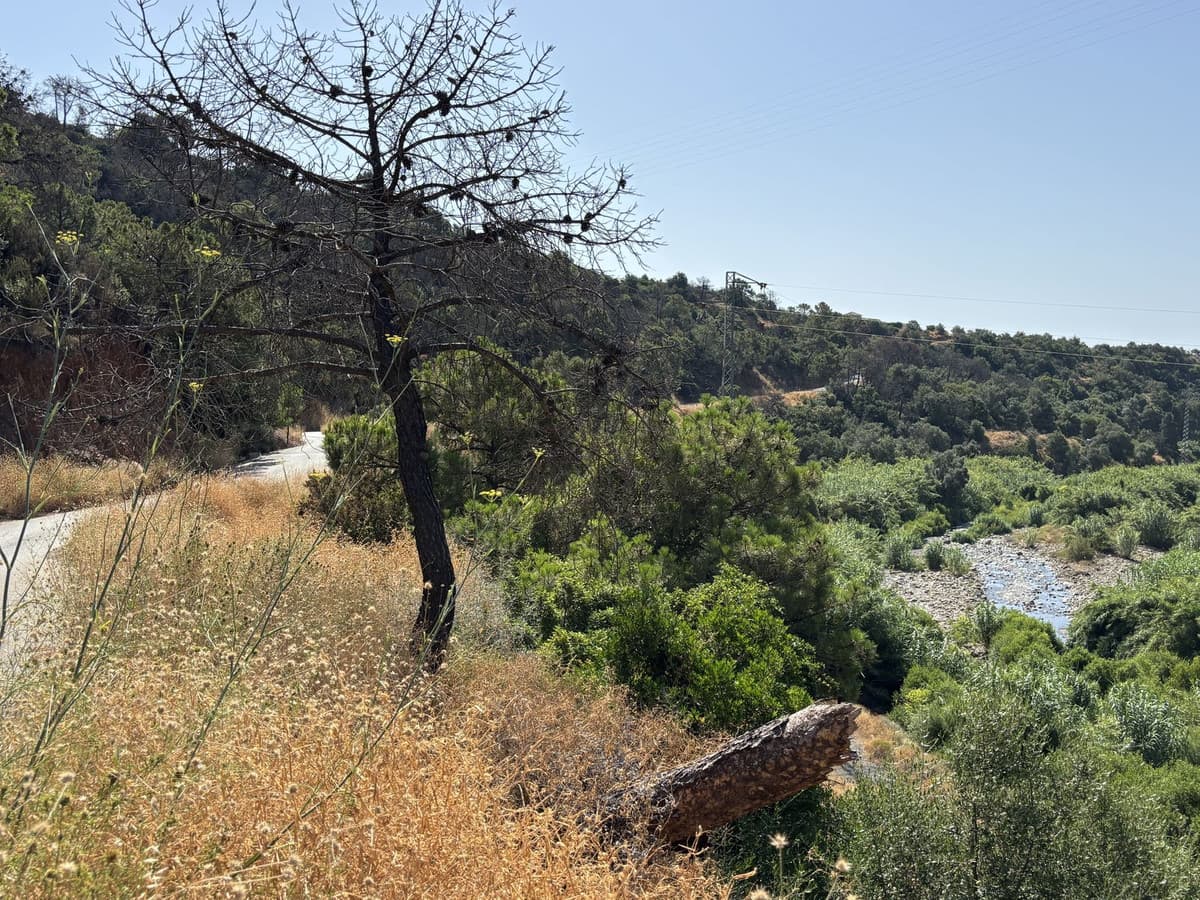 Land in El Padron — photo 1 of 10