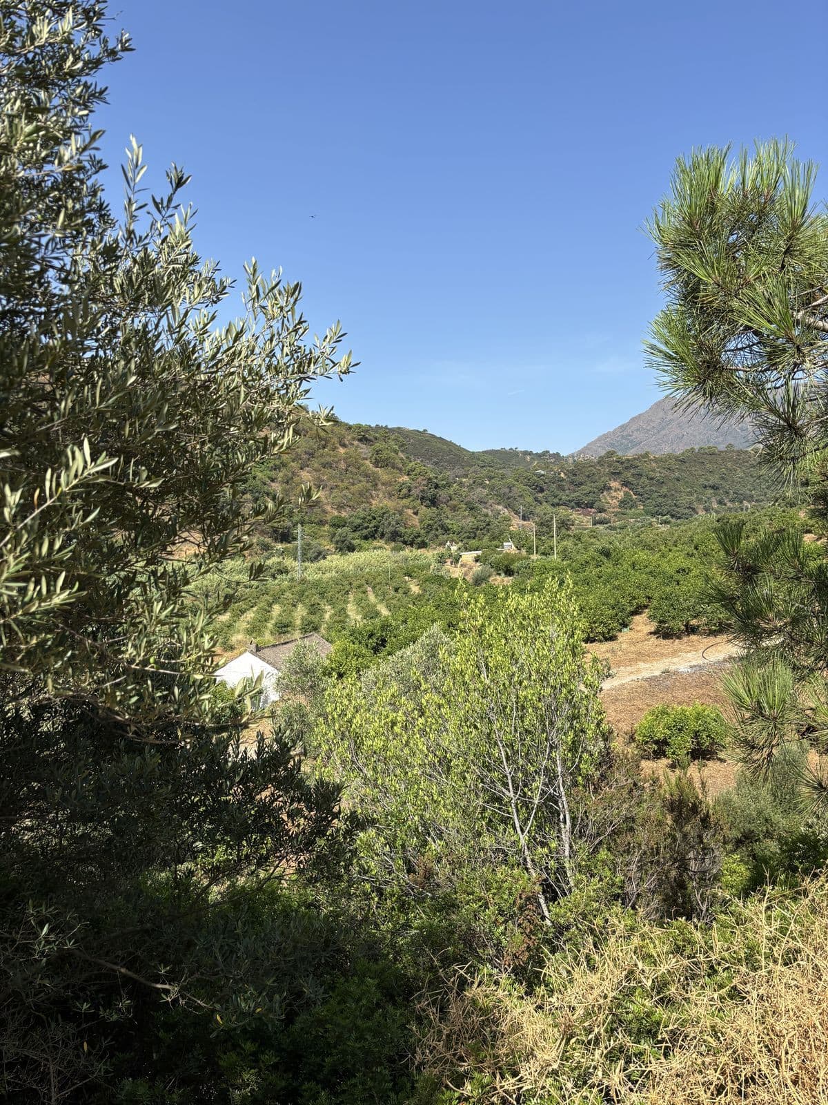 Land in El Padron — photo 8 of 10