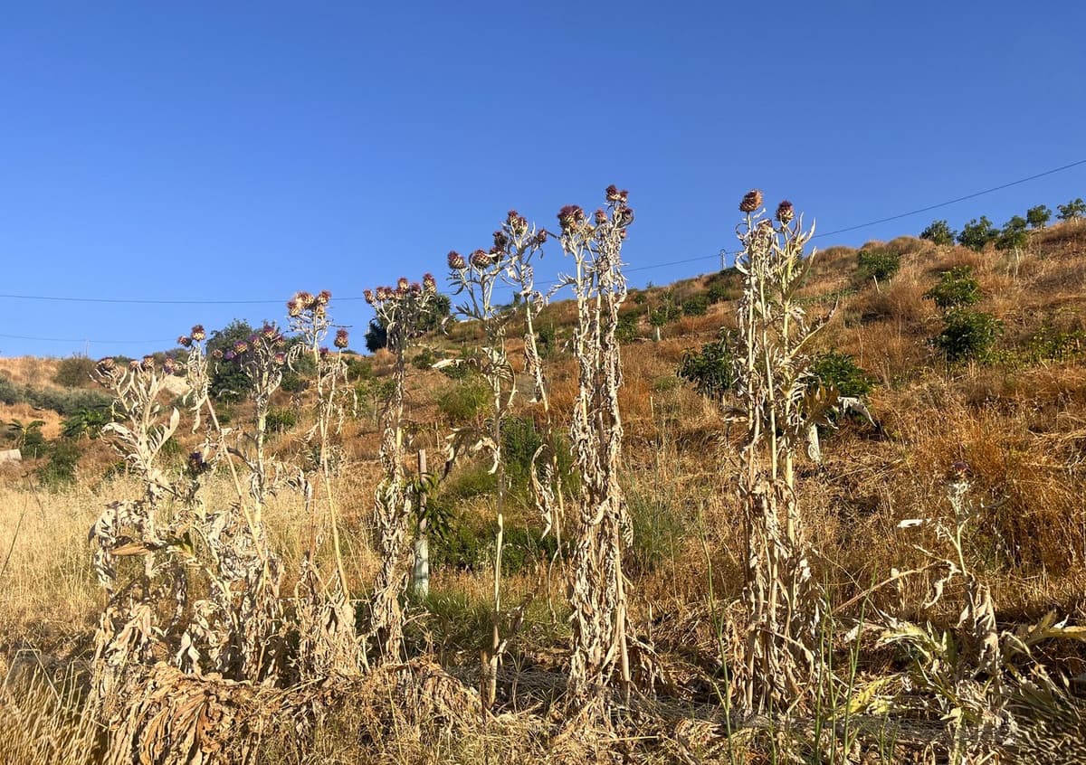 Land in Alhaurín el Grande — photo 3 of 10