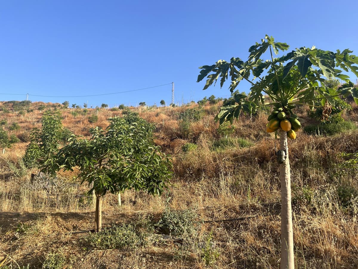 Land in Alhaurín el Grande — photo 5 of 10
