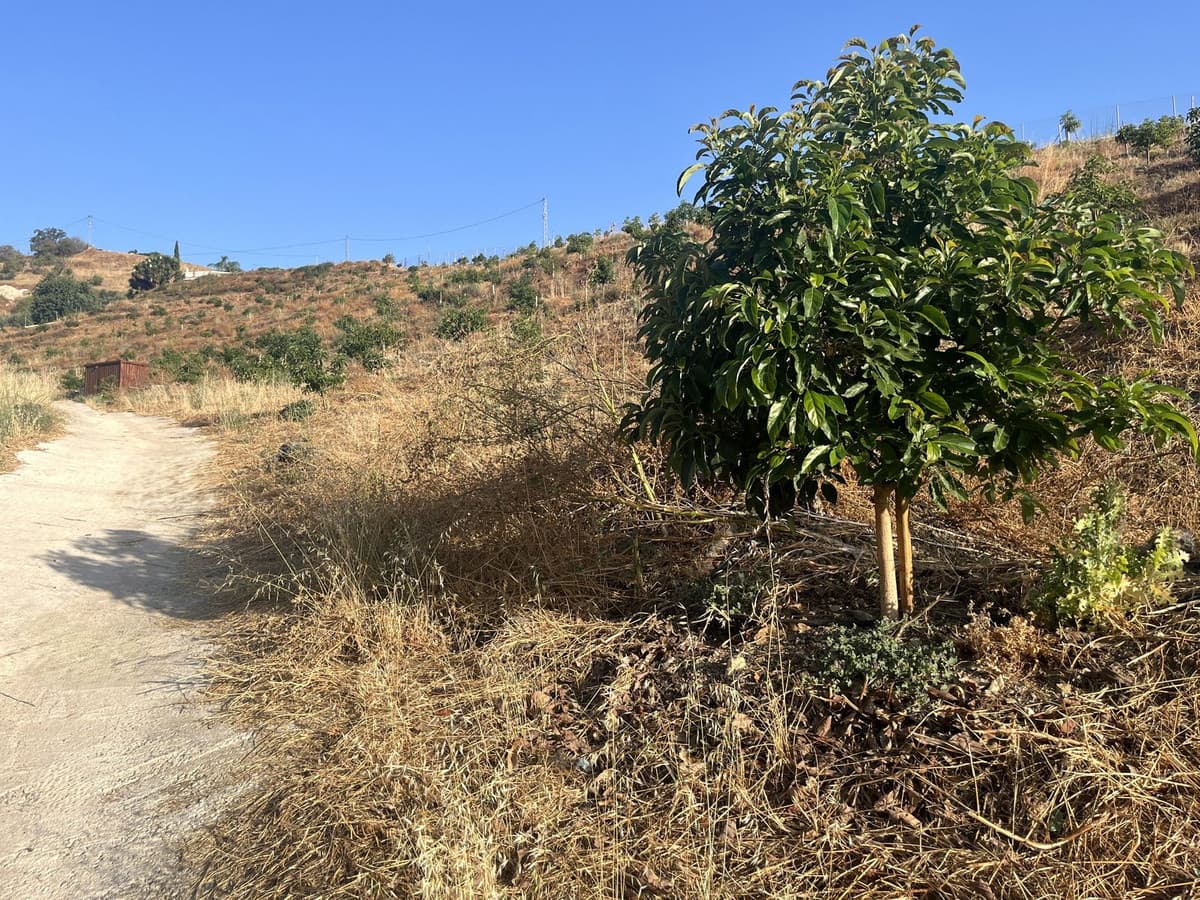 Land in Alhaurín el Grande — photo 9 of 10