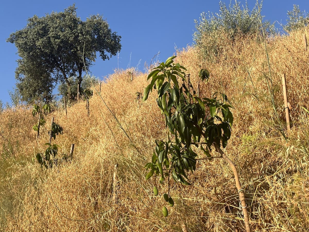 Land in Alhaurín el Grande — photo 10 of 10