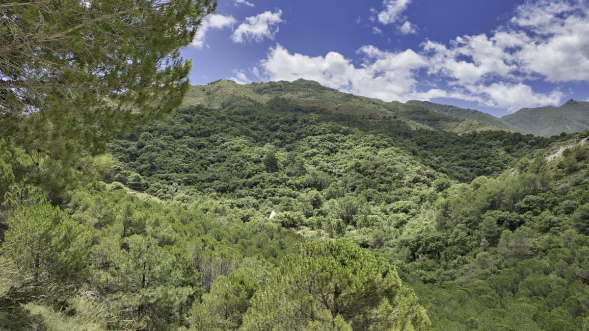 Land in Coín — photo 3 of 10