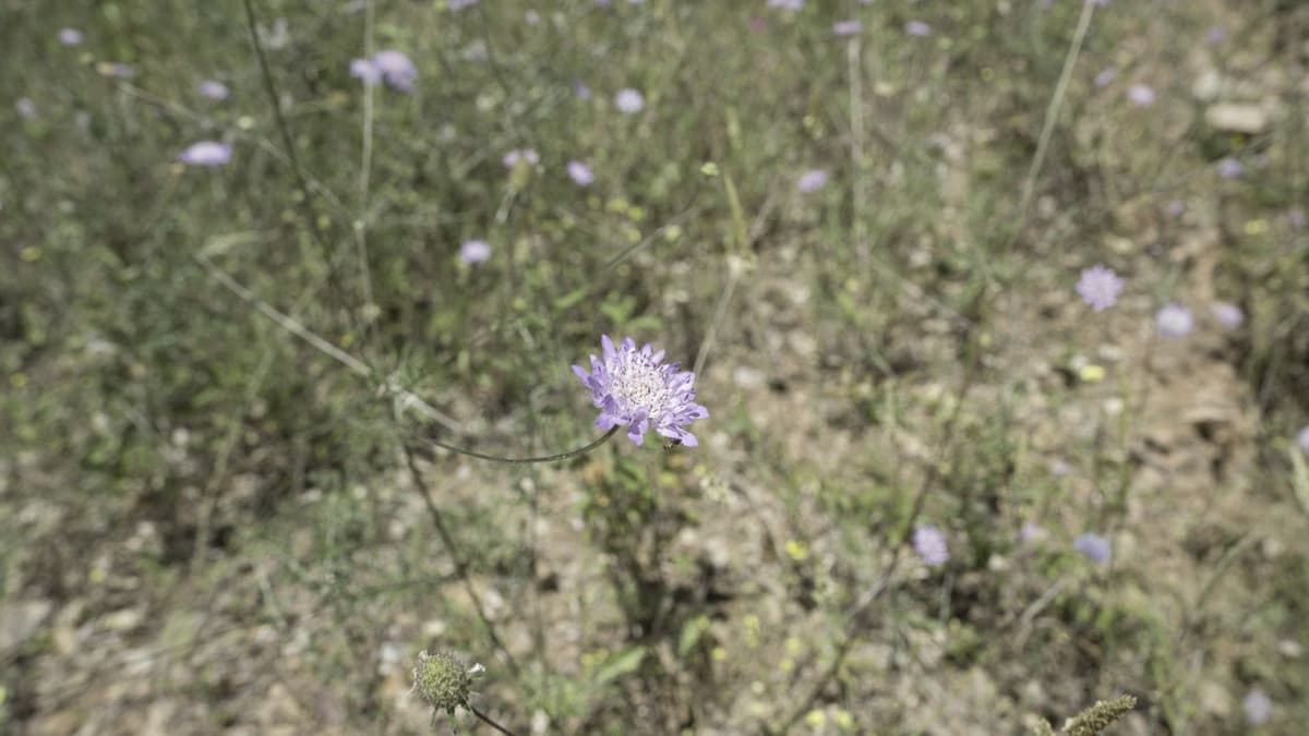 Land in Coín — photo 7 of 10