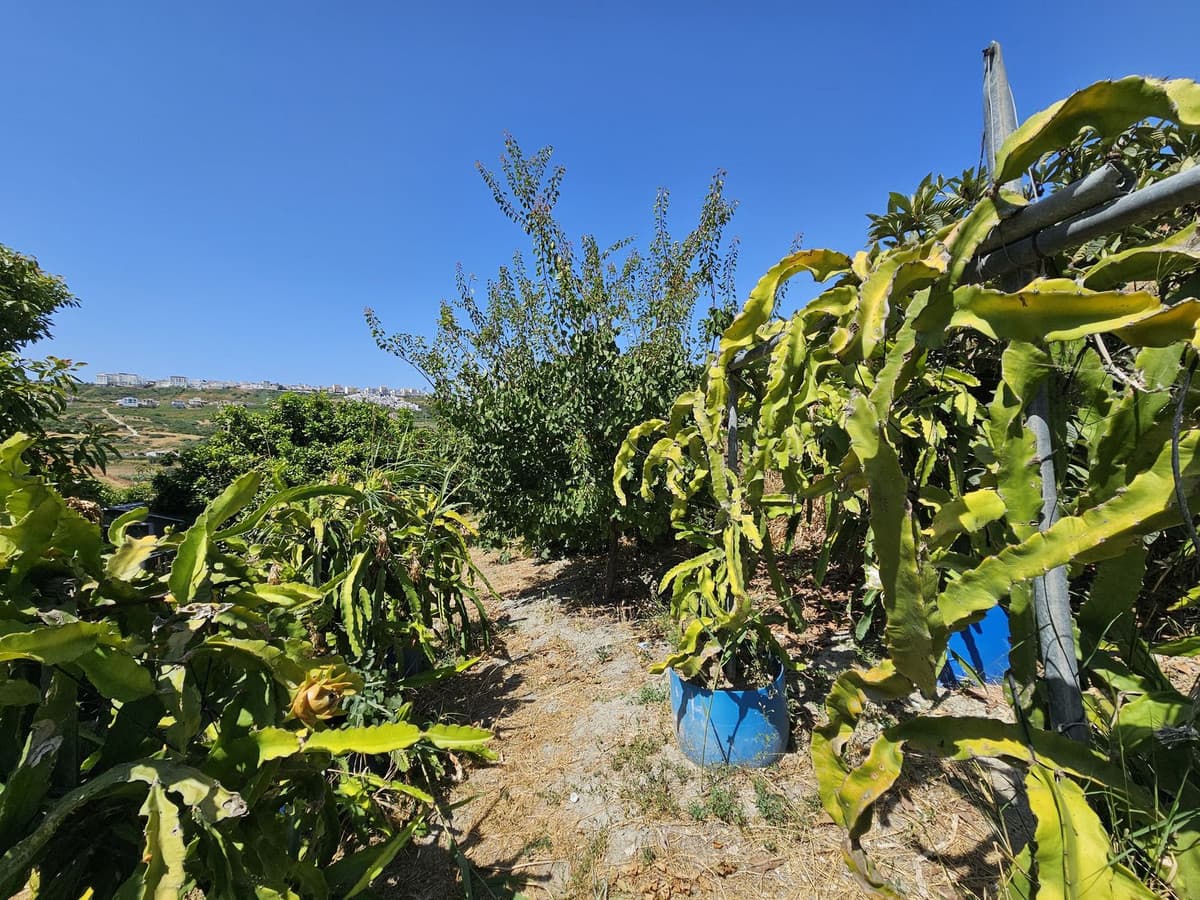 Detached Villa in Casares — photo 5 of 10