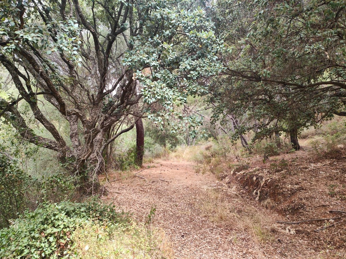 Land in Istán — photo 1 of 6