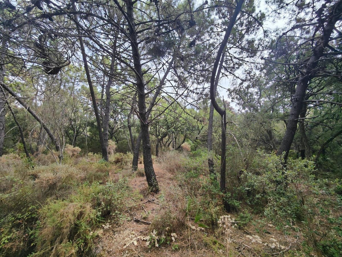 Land in Istán — photo 4 of 6