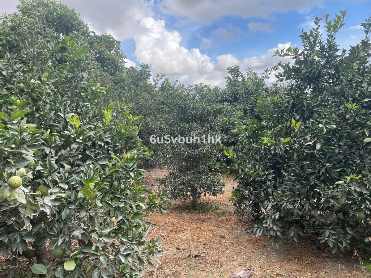 Land in Coín — photo 7 of 10