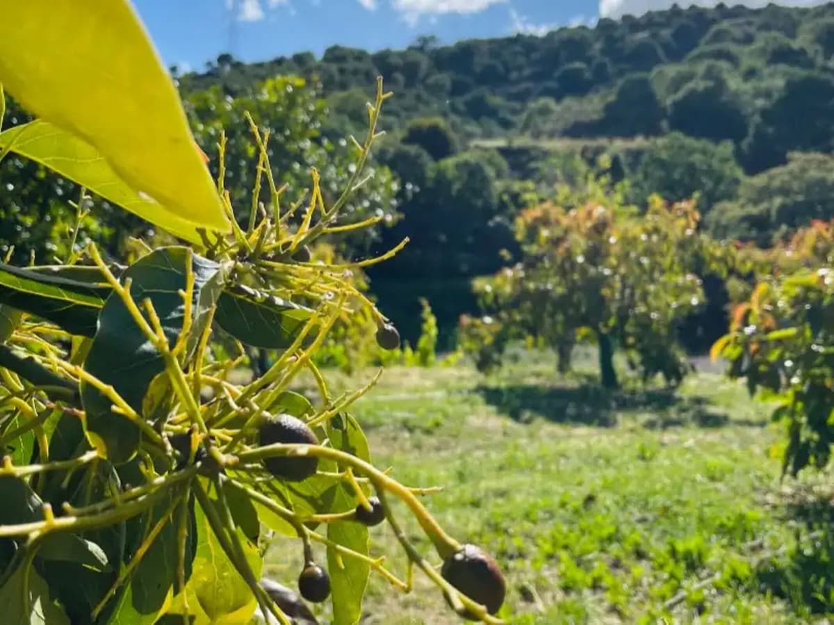 Cortijo in Estepona — photo 10 of 10