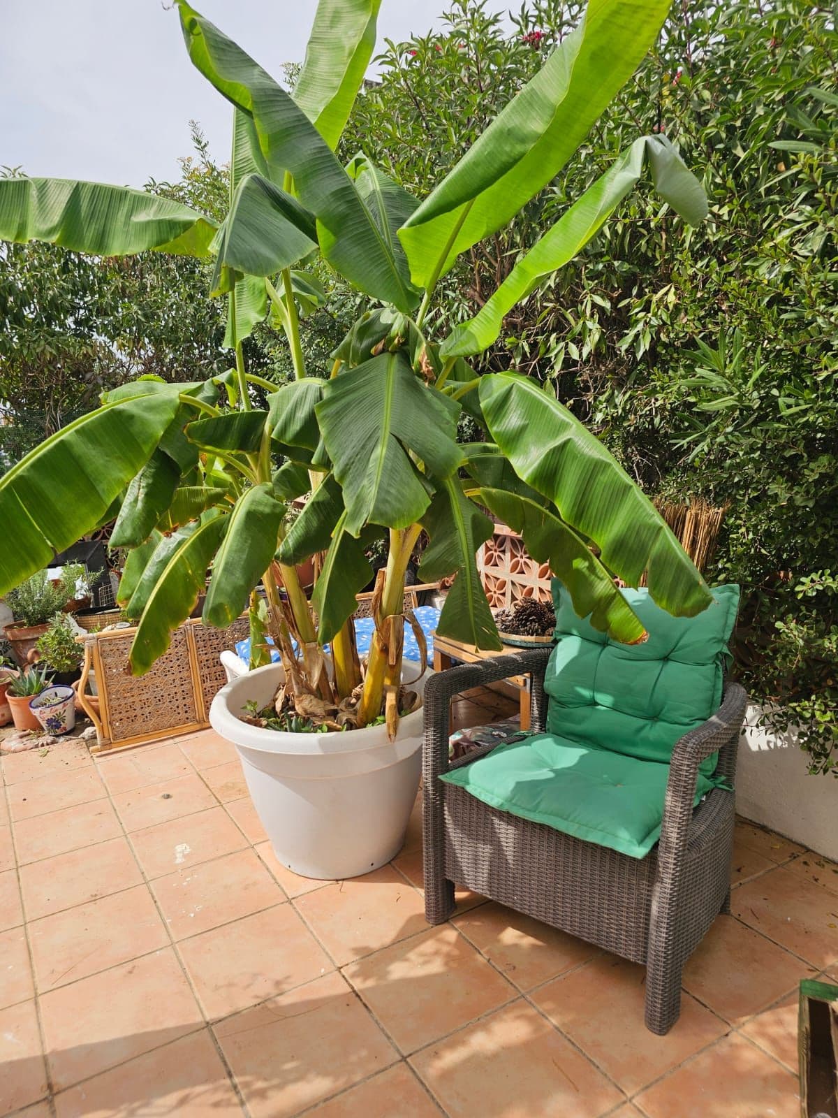 Semi-Detached House in Manilva — photo 3 of 10