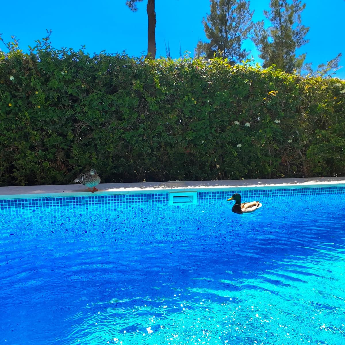 Detached Villa in Estepona — photo 8 of 10
