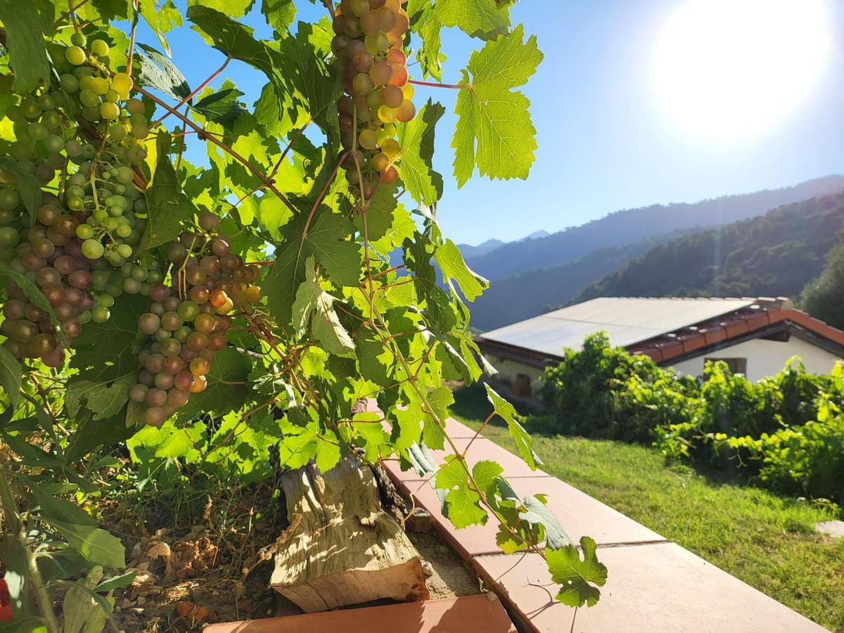 Cortijo in Genalguacil — photo 1 of 9
