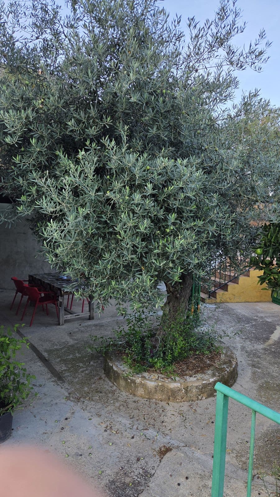 Cortijo in Ojén — photo 5 of 10