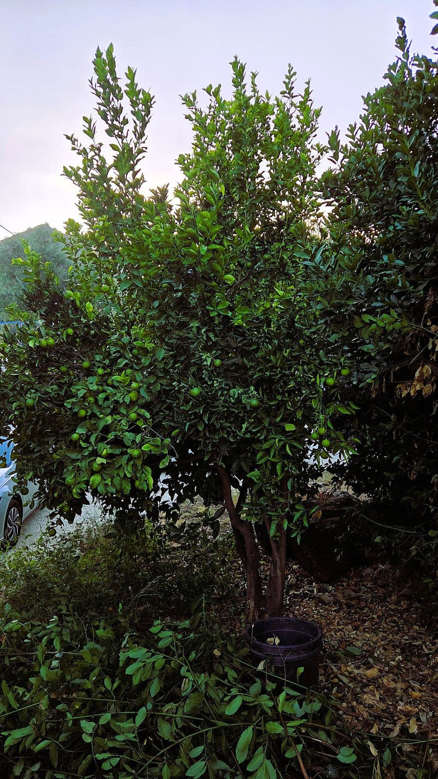 Cortijo in Ojén — photo 10 of 10