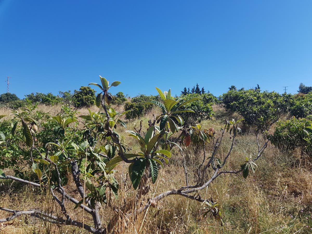 Cortijo in Estepona — photo 2 of 10