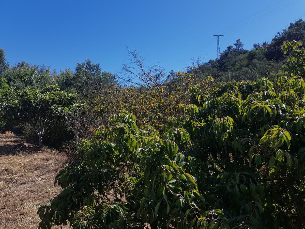 Cortijo in Estepona — photo 4 of 10