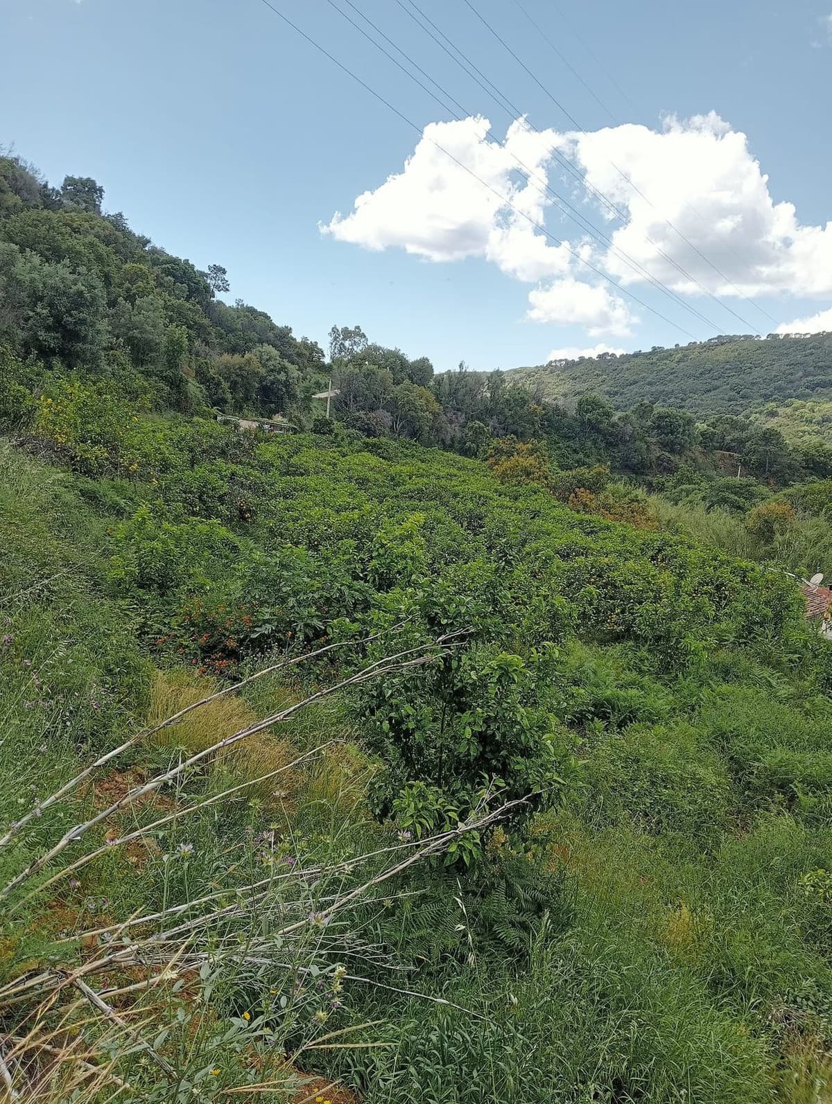 Land with Ruin in Estepona — photo 3 of 5